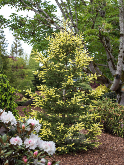 PICEA GLA MAC'S GOLD #6