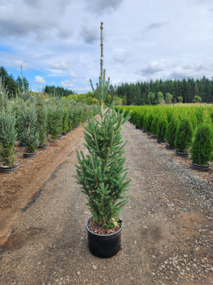 PICEA GLA MONTROSE CHARM #20/4-5