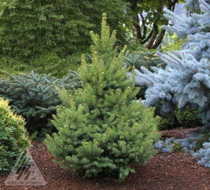 PICEA GLAUCA NORTH STAR #7