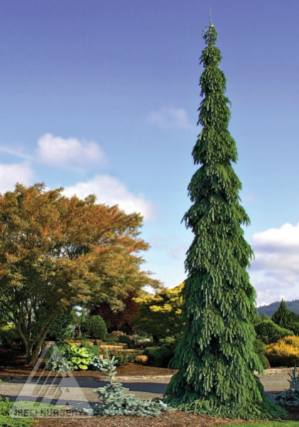 PICEA GLA PENDULA 4' BB