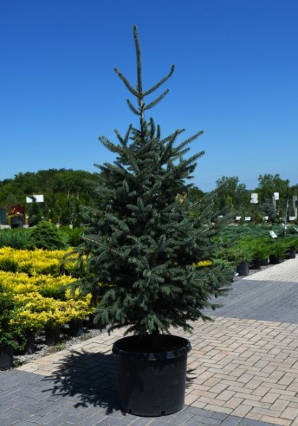 PICEA GLA SKINNY BLUE GENES #15