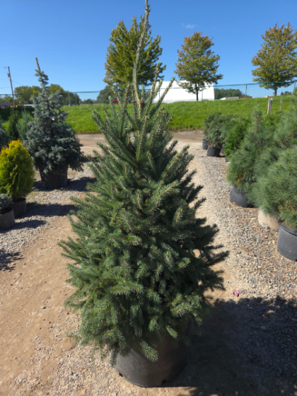 PICEA GLAUCA BLACK HILLS #20