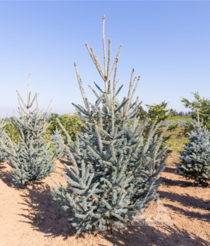 PICEA GLAUCA WELLS' WEEPER #5