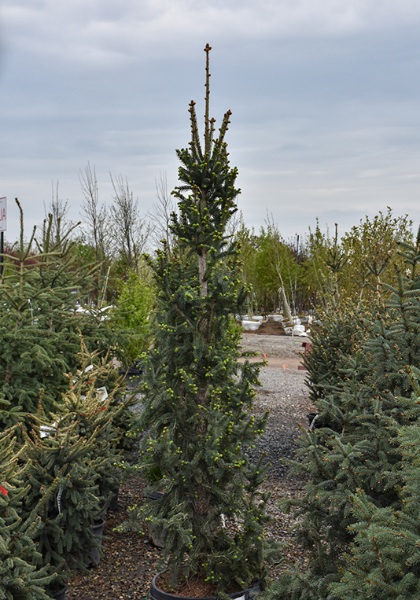 PICEA MAR WELLSPIRE 5' BB