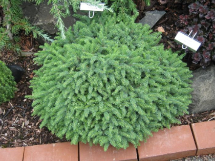 PICEA MAR NANA #5 BLUE NEST