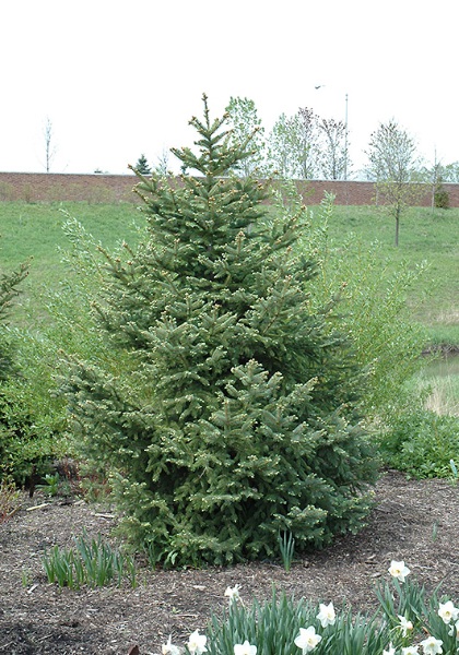 PICEA MEYERI SPRUCE #6