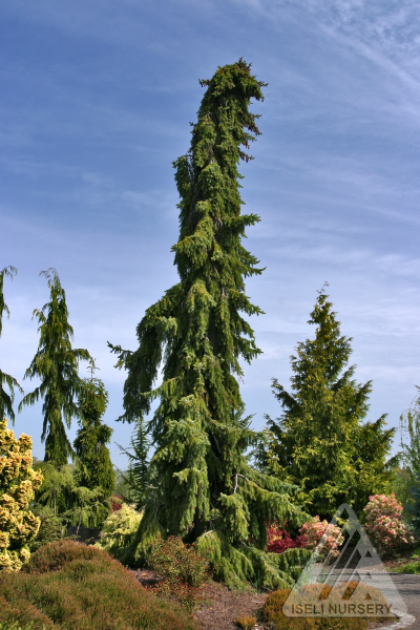 PICEA OMO PENDULA 6' BB