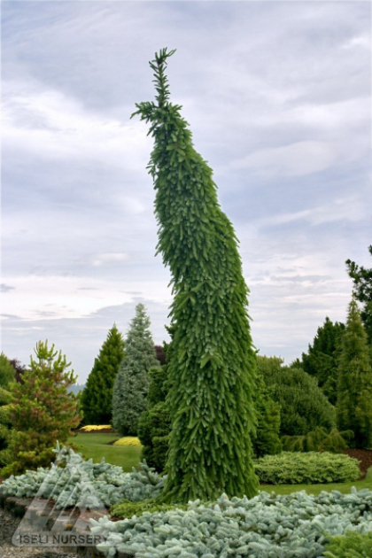 PICEA OMO PENDULA BRUNS #15