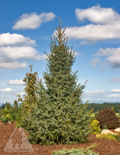 PICEA OMO SILBER BLUE #20/4'