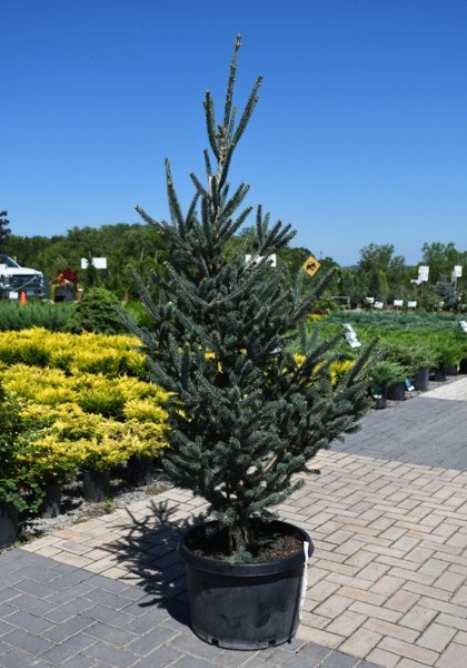 PICEA ORI WELLS DEER RUN #15