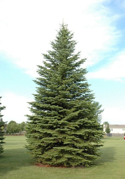 PICEA PUN COLORADO SPRUCE #10