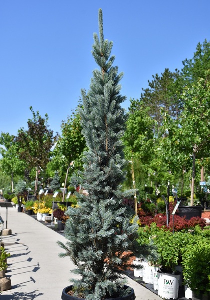 PICEA PUN BLUE TOTEM #6