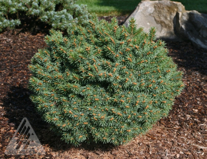 PICEA PUN GLOBE BLUE #2