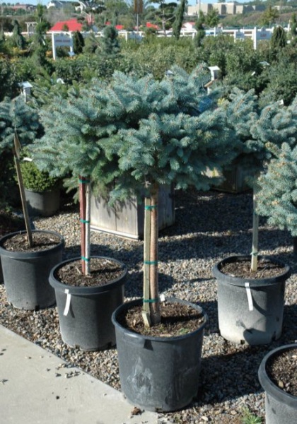 PICEA PUN GLOBE BLUE #6 STD