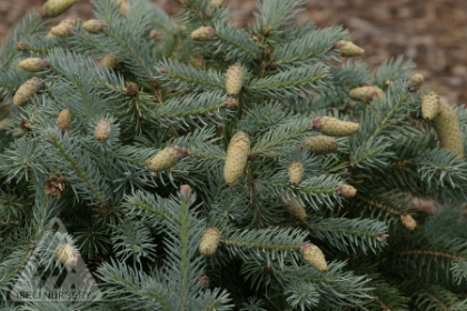 PICEA PUN HERMANN NAUE #7