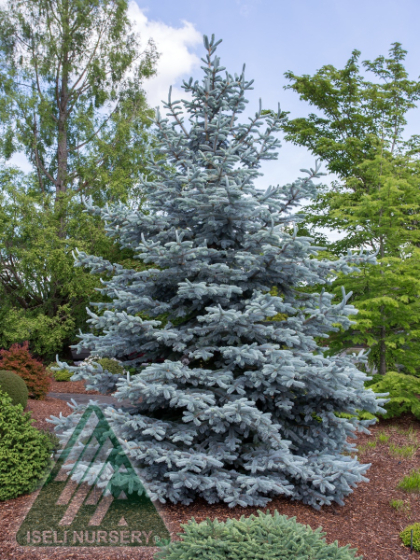 PICEA PUN HOOPSII #10