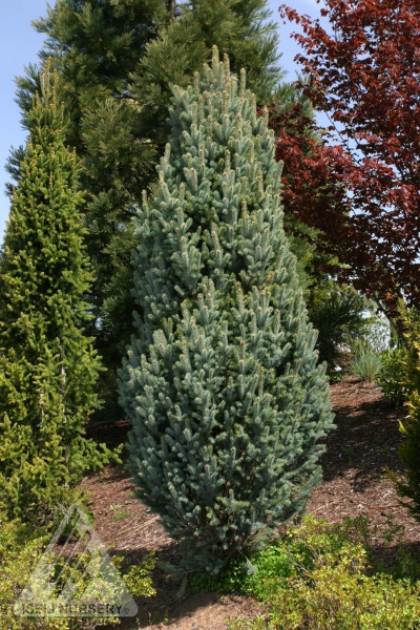 PICEA PUN FASTIGATA #5