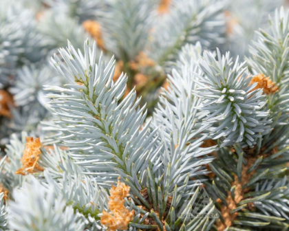 PICEA PUN MOONSTONE #3 STD