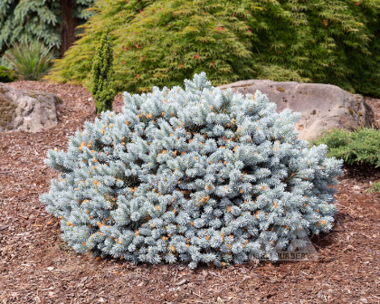 PICEA PUN MOONSTONE #10