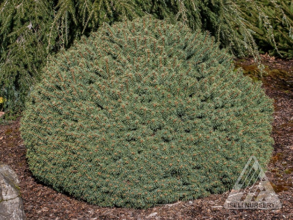 PICEA PUN ROUNDABOUT #3