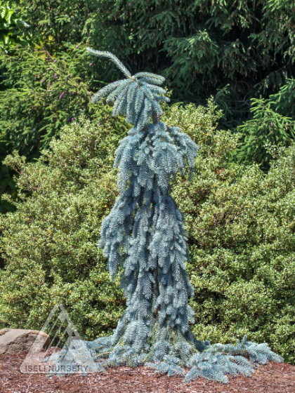 PICEA PUN THE BLUES #5