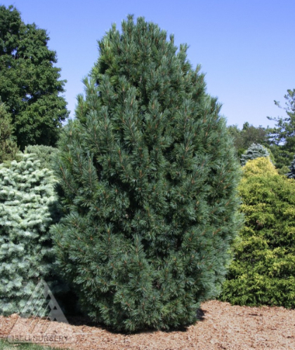 PINUS CEM SWISS STONE PINE #20