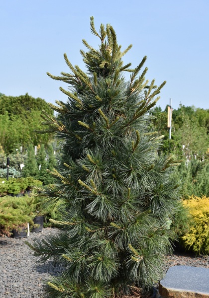 PINUS FLE NORTHERN BLUE #15