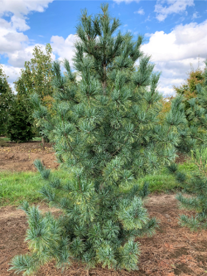 PINUS KOR SILVERAY #10