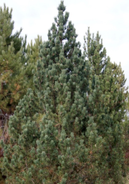 PINUS MUGO HYLAND SPLENDOR #6