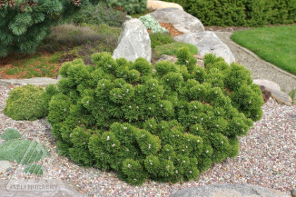 PINUS MUGO JACOBSEN #7