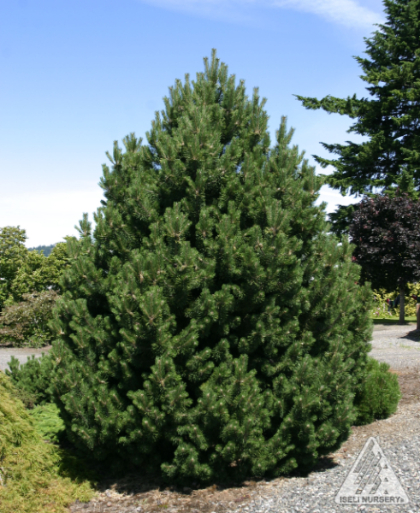 PINUS MUGO LA CABANA #6