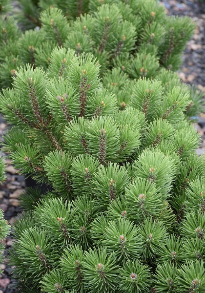 PINUS MUGO HONEY BUN #3