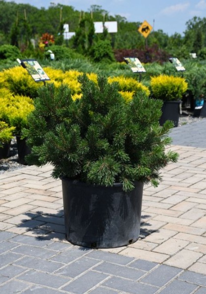 PINUS MUGO LAKE VIEW #3