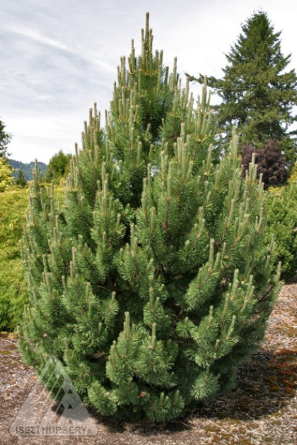 PINUS MUGO TANNENBAUM 5' BB