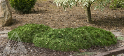 PINUS MUGO VALLEY CUSHION #3