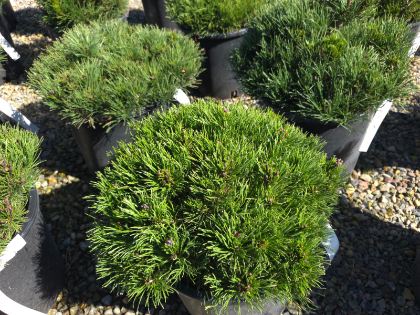 PINUS MUGO PUM MUGO PINE #2