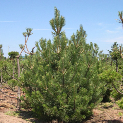 PINUS NIGRA AUSTRIAN PINE #20