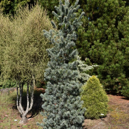 PINUS PAR BLUE ANGEL #20/4' BB