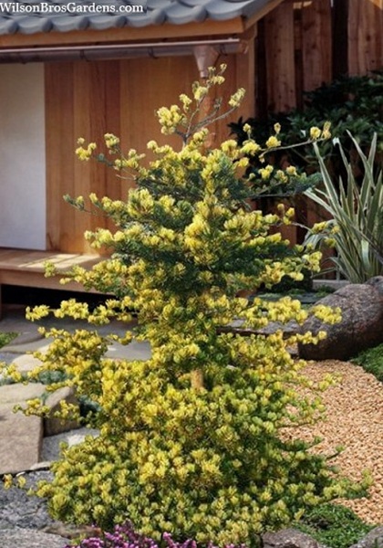 PINUS PAR FUKAI #15/3' BB