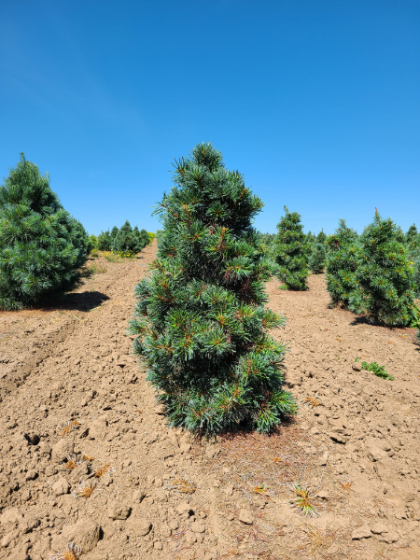 PINUS PAR JAPANESE WHITE #10