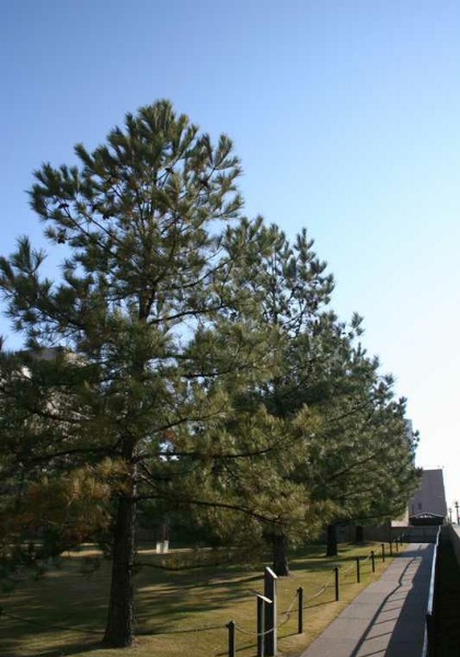 PINUS PONDEROSA PINE 6' BB