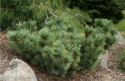PINUS PUM BLUE DWARF #7