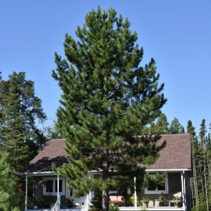 PINUS RESINOSA NORWAY PINE 5' BB