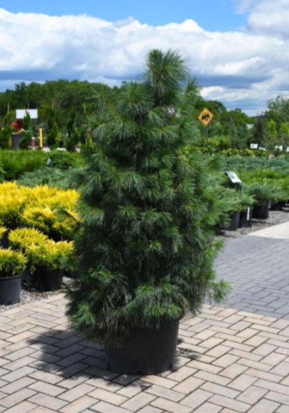 PINUS STR EASTERN WHITE PINE7'BB