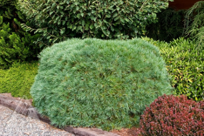 PINUS STR BLUE SHAG #3