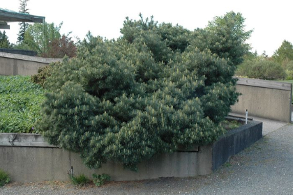 PINUS STR BLUE SHAG #10 STD