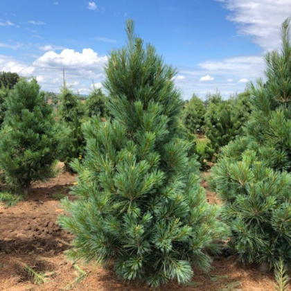PINUS STR FASTIGIATA #15