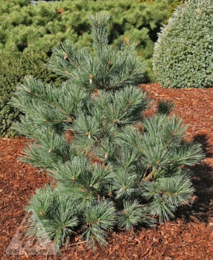 PINUS STR MACOPIN #6