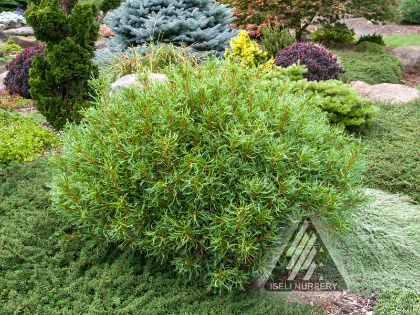 PINUS STR MINI TWISTS #6