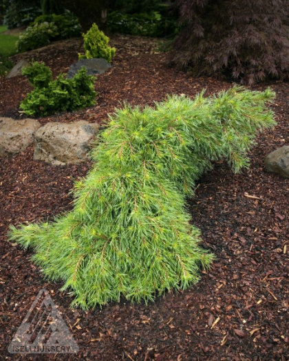 PINUS STR NIAGARA FALLS #3